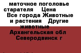 маточное поголовье старателя  › Цена ­ 2 300 - Все города Животные и растения » Другие животные   . Архангельская обл.,Северодвинск г.